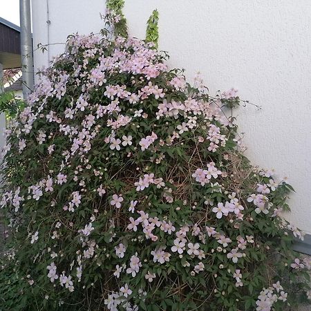 אוקריץ Pension Haus Anneliese מראה חיצוני תמונה