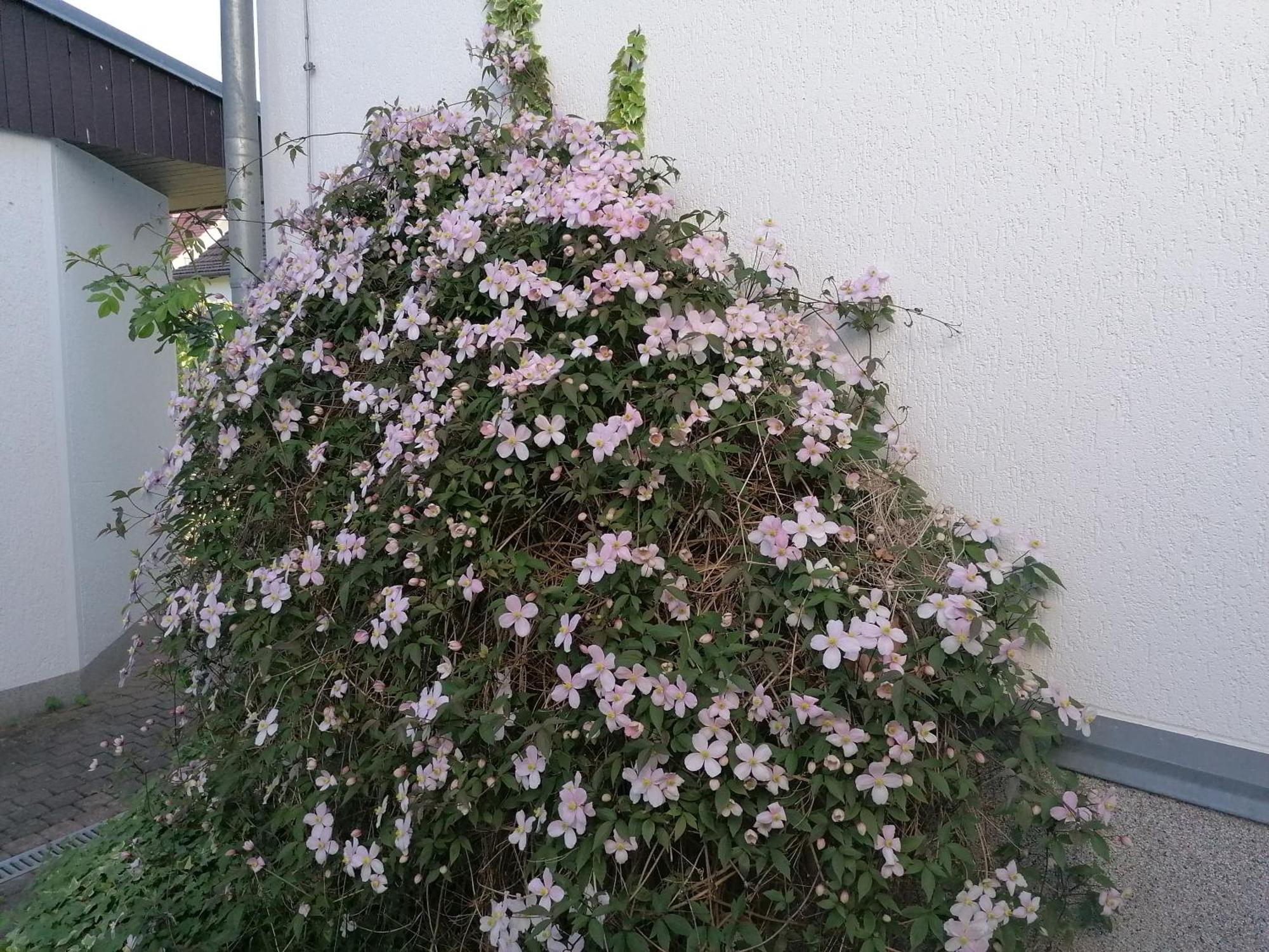 אוקריץ Pension Haus Anneliese מראה חיצוני תמונה